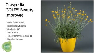 Craspedia
GOLF™ Beauty
Improved
• More flower power
• Bright yellow blooms
• Height: 14-18”
• Width: 8-10”
• Tender perenn...