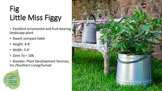 Fig
Little Miss Figgy
• Excellent ornamental and fruit-bearing
landscape plant
• Dwarf, compact habit
• Height: 4-8’
• Wid...