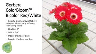 Gerbera
ColorBloom™
Bicolor Red/White
• Colorful blooms show off above
compact foliage, early to flower,
non-fading colors...