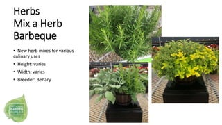 • New herb mixes for various
culinary uses
• Height: varies
• Width: varies
• Breeder: Benary
Herbs
Mix a Herb
Barbeque
 