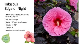 Hibiscus
Edge of Night
• Most compact of SUMMERIFIC
series at 3-3.5’ tall
• Jet black foliage
• Large 7-8” rosy pink flowe...