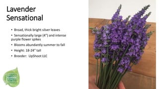 Lavender
Sensational
• Broad, thick bright silver leaves
• Sensationally large (4”) and intense
purple flower spikes
• Blo...