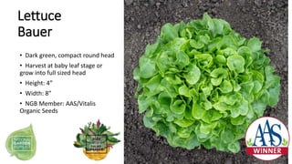 Lettuce
Bauer
• Dark green, compact round head
• Harvest at baby leaf stage or
grow into full sized head
• Height: 4”
• Wi...