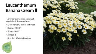 Leucanthemum
Banana Cream ll
• An improvement on the much-
loved classic Banana Cream
• More flowers, earlier to flower
• ...