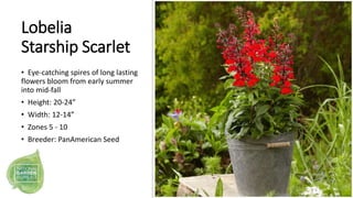 Lobelia
Starship Scarlet
• Eye-catching spires of long lasting
flowers bloom from early summer
into mid-fall
• Height: 20-...