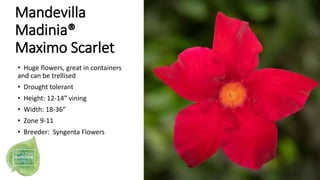 Mandevilla
Madinia®
Maximo Scarlet
• Huge flowers, great in containers
and can be trellised
• Drought tolerant
• Height: 1...
