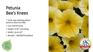 Petunia
Bee’s Knees
• Vivid, eye-catching yellow
petunia, does not fade.
• Low maintenance
• Height: 8-10” mounding
• Widt...