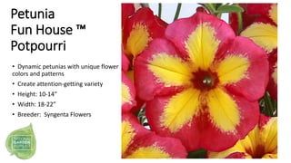 Petunia
Fun House ™
Potpourri
• Dynamic petunias with unique flower
colors and patterns
• Create attention-getting variety...