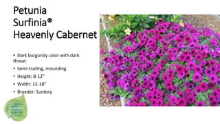 Petunia
Surfinia®
Heavenly Cabernet
• Dark burgundy color with dark
throat
• Semi-trailing, mounding
• Height: 8-12”
• Wid...