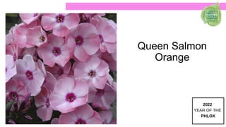 Queen Salmon
Orange
 