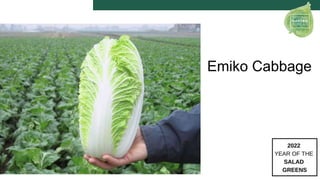 Emiko Cabbage
 