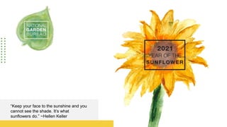 “Keep your face to the sunshine and you
cannot see the shade. It’s what
sunflowers do.” ~Hellen Keller
 