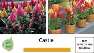 Castle 2023
YEAR OF THE
CELOSIA
 