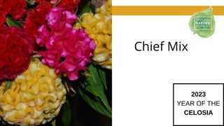 Chief Mix
2023
YEAR OF THE
CELOSIA
 