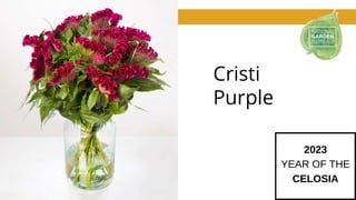 Cristi
Purple
2023
YEAR OF THE
CELOSIA
 