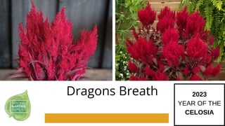 Dragons Breath 2023
YEAR OF THE
CELOSIA
 