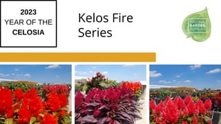 2023
YEAR OF THE
CELOSIA
Kelos Fire
Series
 
