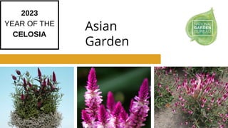 Asian
Garden
2023
YEAR OF THE
CELOSIA
 