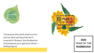 2023
YEAR OF THE
RUDBECKIA
"So long as the earth shall survive
and as each spring shall see it
covered in flowers, the Rudbeckia
will preserve your glorious name." ~
Wilfred Blunt
 