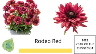 2023
YEAR OF THE
RUDBECKIA
Rodeo Red
 