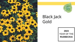 Black Jack
Gold
2023
YEAR OF THE
RUDBECKIA
 