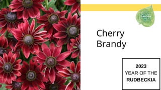 Cherry
Brandy
2023
YEAR OF THE
RUDBECKIA
 