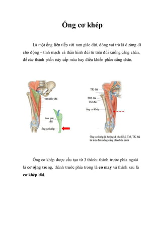 Ống cơ khép
Là một ống liên tiếp với tam giác đùi, đóng vai trò là đường đi
cho động – tĩnh mạch và thần kinh đùi từ trên đùi xuống cẳng chân,
để các thành phần này cấp máu hay điều khiển phần cẳng chân.
Ống cơ khép được cấu tạo từ 3 thành: thành trước phía ngoài
là cơ rộng trong, thành trước phía trong là cơ may và thành sau là
cơ khép dài.
 