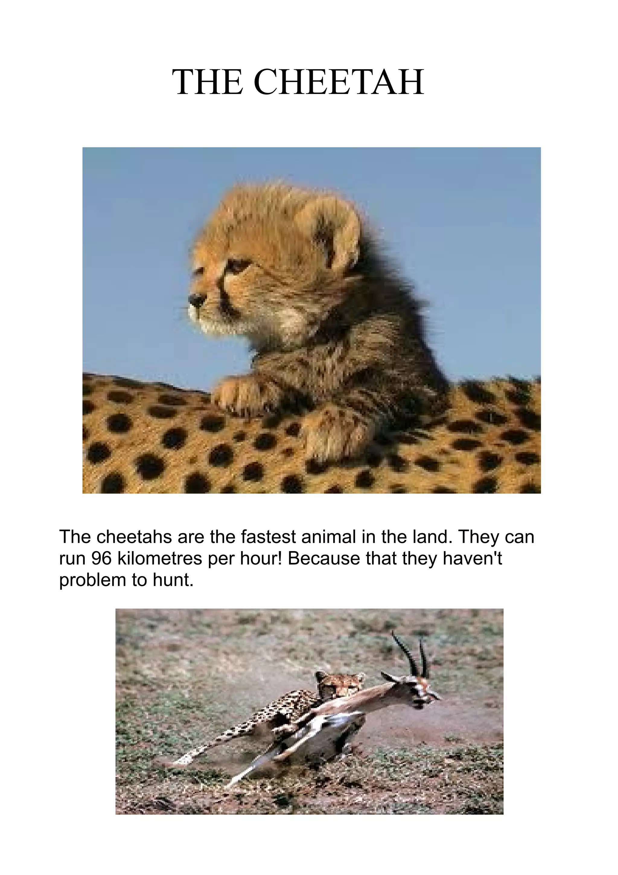 THE CHEETAH
The cheetahs are the fastest animal in the land. They can
run 96 kilometres per hour! Because that they haven't
problem to hunt.