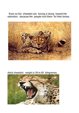 Even so the cheetahs are having a racing toward the
extinction, because the people hunt them for their bones.
Adult cheetahs’ weight is 39 to 65 kilogrames.