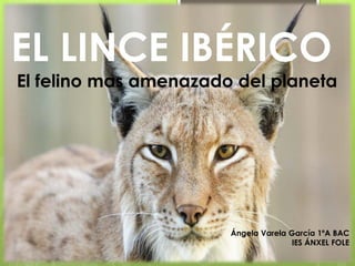EL LINCE IBÉRICO
El felino mas amenazado del planeta
Ángela Varela García 1ºA BAC
IES ÁNXEL FOLE
 