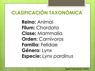 Ángela Varela García 1ºA BAC
Reino: Animal
Filum: Chordata
Clase: Mammalia
Orden: Carnívoros
Familia: Felidae
Género: Lynx
Especie: Lynx pardinus
CLASIFICACIÓN TAXONÓMICA
 