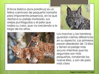 Ángela Varela García 1ºA BAC
El lince ibérico (lynx pardinus) es un
felino carnívoro de pequeño tamaño
pero imponente presencia, en la que
destaca su pelaje moteado, sus
orejas puntiagudas y el pelo que
rodea su cara, que va creciendo a lo
largo de los años.
Los machos y las hembras
guardan ciertas diferencias
en su aspecto. Los primeros
pesan alrededor de 13 kilos
y tienen el pelaje más
oscuro mientras que las
segundas son más
pequeñas, rondando los
nueve kilos, y son de pelo
más claro
 