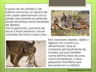 Ángela Varela García 1ºA BAC
A pesar de ser solitarios y de
hábitos nocturnos, en época de
celo suelen permanecer con su
pareja. Este período se extiende
desde diciembre hasta mediados
de febrero.
Tras la gestación, que dura de
doce a trece semanas, nacen
camadas de hasta cuatro crías.
Son cazadores rápidos, ágiles y
sigilosos. En cuanto a su
alimentación, ésta se
compone principalmente de
conejos aunque también
come distintos tipos de aves,
como las perdices, y otros
pequeños mamíferos que
encuentra en su hábitat.
 