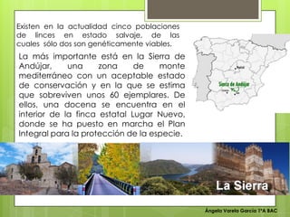 Ángela Varela García 1ºA BAC
Existen en la actualidad cinco poblaciones
de linces en estado salvaje, de las
cuales sólo dos son genéticamente viables.
La más importante está en la Sierra de
Andújar, una zona de monte
mediterráneo con un aceptable estado
de conservación y en la que se estima
que sobreviven unos 60 ejemplares. De
ellos, una docena se encuentra en el
interior de la finca estatal Lugar Nuevo,
donde se ha puesto en marcha el Plan
Integral para la protección de la especie.
 