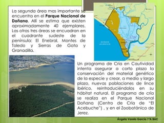 Ángela Varela García 1ºA BAC
La segunda área mas importante se
encuentra en el Parque Nacional de
Doñana. Allí se estima que existen
aproximadamente 40 ejemplares.
Las otras tres áreas se encuadran en
el cuadrante sudeste de la
península: El Enebral, Montes de
Toledo y Sierras de Gata y
Granadilla.
Un programa de Cría en Cautividad
intenta asegurar a corto plazo la
conservación del material genético
de la especie y crear, a medio y largo
plazo, nuevas poblaciones de lince
ibérico, reintroduciéndolos en su
hábitat natural. El programa de cría
se realiza en el Parque Nacional
Doñana (Centro de Cría de “El
Acebuche”) , y en el Zoobotánico de
Jerez.
 