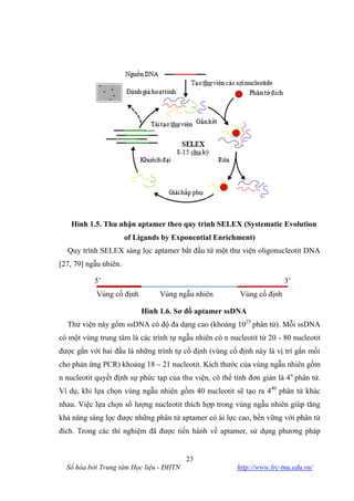 23
Số hóa bởi Trung tâm Học liệu - ĐHTN http://www.lrc-tnu.edu.vn/
Hình 1.5. Thu nhận aptamer theo quy trình SELEX (Systematic Evolution
of Ligands by Exponential Enrichment)
Quy trình SELEX sàng lọc aptamer bắt đầu từ một thư viện oligonucleotit DNA
[27, 79] ngẫu nhiên.
5’ 3’
Vùng cố định Vùng ngẫu nhiên Vùng cố định
Hình 1.6. Sơ đồ aptamer ssDNA
Thư viện này gồm ssDNA có độ đa dạng cao (khoảng 1025
phân tử). Mỗi ssDNA
có một vùng trung tâm là các trình tự ngẫu nhiên có n nucleotit từ 20 - 80 nucleotit
được gắn với hai đầu là những trình tự cố định (vùng cố định này là vị trí gắn mồi
cho phản ứng PCR) khoảng 18 – 21 nucleotit. Kích thước của vùng ngẫu nhiên gồm
n nucleotit quyết định sự phức tạp của thư viện, có thể tính đơn giản là 4n
phân tử.
Ví dụ, khi lựa chọn vùng ngẫu nhiên gồm 40 nucleotit sẽ tạo ra 440
phân tử khác
nhau. Việc lựa chọn số lượng nucleotit thích hợp trong vùng ngẫu nhiên giúp tăng
khả năng sàng lọc được những phân tử aptamer có ái lực cao, bền vững với phân tử
đích. Trong các thí nghiệm đã được tiến hành về aptamer, sử dụng phương pháp
 