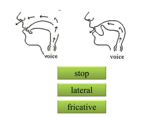 stop
fricative
lateral
 