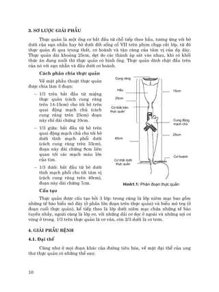 10
3. S¬ l−îc gi¶i phÉu
Thùc qu¶n lµ mét èng c¬ b¾t ®Çu tõ chç tiÕp theo hÇu, t−¬ng øng víi bê
d−íi cña sôn nhÉn hay bê d−íi ®èt sèng cæ VII trªn phim chôp c¾t líp, tõ ®ã
thùc qu¶n ®i qua trung thÊt, c¬ hoµnh vµ tËn cïng cña t©m vÞ cña d¹ dµy.
Thùc qu¶n dµi kho¶ng 25cm, dÑt do c¸c thµnh ¸p s¸t vµo nhau, khi cã khèi
thøc ¨n ®ang nuèt th× thùc qu¶n cã h×nh èng. Thùc qu¶n dÝnh chÆt ®Çu trªn
cña nã víi sôn nhÉn vµ ®Çu d−íi c¬ hoµnh.
C¸ch ph©n chia thùc qu¶n
VÒ mÆt phÉu thuËt thùc qu¶n
®−îc chia lµm 3 ®o¹n:
− 1/3 trªn b¾t ®Çu tõ miÖng
thùc qu¶n (c¸ch cung r¨ng
trªn 14-15cm) cho tíi bê trªn
quai ®éng m¹ch chñ (c¸ch
cung r¨ng trªn 25cm) ®o¹n
nµy chØ dµi chõng 10cm.
− 1/3 gi÷a: b¾t ®Çu tõ bê trªn
quai ®éng m¹ch chñ cho tíi bê
d−íi tÜnh m¹ch phæi d−íi
(c¸ch cung r¨ng trªn 33cm),
®o¹n nµy dµi chõng 8cm liªn
quan tíi c¸c m¹ch m¸u lín
cña tim.
− 1/3 d−íi: b¾t ®Çu tõ bê d−íi
tÜnh m¹ch phæi cho tíi t©m vÞ
(c¸ch cung r¨ng trªn 40cm),
®o¹n nµy dµi chõng 7cm.
CÊu t¹o
Thùc qu¶n ®−îc cÊu t¹o bëi 3 líp: trong cïng lµ líp niªm m¹c bao gåm
nh÷ng tÕ bµo biÓu m« ®¸y (ë phÇn lín ®o¹n trªn thùc qu¶n) vµ biÓu m« trô (ë
®o¹n cuèi thùc qu¶n), kÕ tiÕp theo lµ líp d−íi niªm m¹c chøa nh÷ng tÕ bµo
tuyÕn nhÇy, ngoµi cïng lµ líp c¬, víi nh÷ng d¶i c¬ däc ë ngoµi vµ nh÷ng sîi c¬
vßng ë trong. 1/3 trªn thùc qu¶n lµ c¬ v©n, cßn 2/3 d−íi lµ c¬ tr¬n.
4. Gi¶i phÉu bÖnh
4.1. §¹i thÓ
Còng nh− ë mäi ®o¹n kh¸c cña ®−êng tiªu hãa, vÒ mÆt ®¹i thÓ cña ung
th− thùc qu¶n cã nh÷ng thÓ sau:
Cung r¨ng
HÇu
C¬ th¾t trªn
thùc qu¶nTQ
C¬ th¾t d−íi
thùc qu¶n
Cung ®éng
m¹ch chñ
C¬ hoµnh
15cm
25cm
40cm
25cm
H×nh1.1: Ph©n ®o¹n thùc qu¶n
 