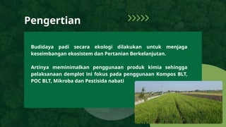 Budidaya Padi Secara Ekologi di Lahan Demplot.ppt
