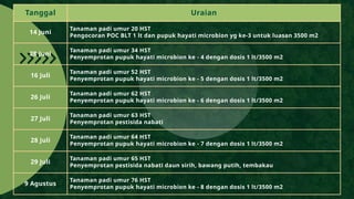 Budidaya Padi Secara Ekologi di Lahan Demplot.ppt