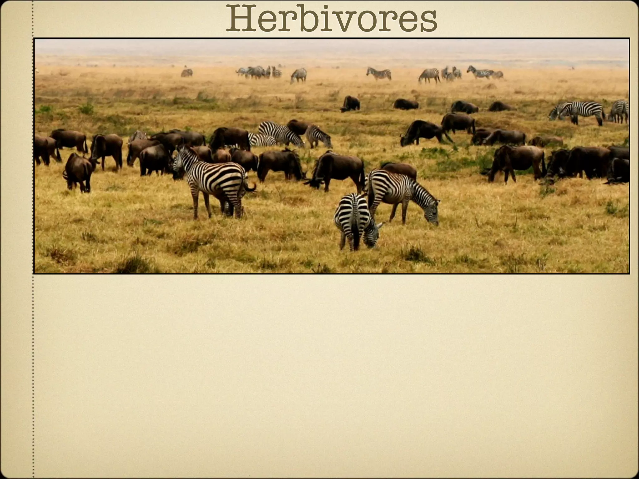 Community Ecology of Ngorongoro Crater, Tanzania