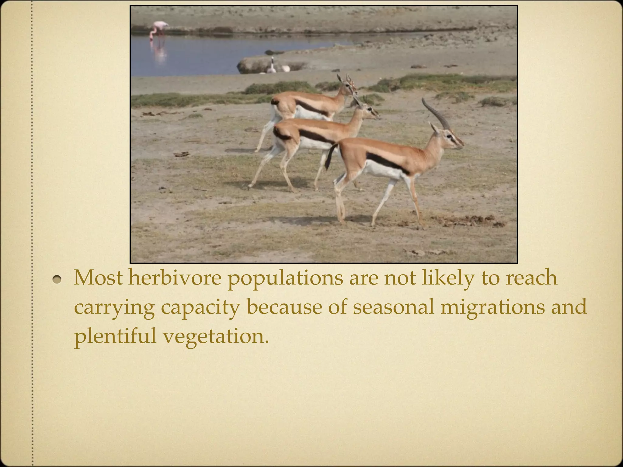 Community Ecology of Ngorongoro Crater, Tanzania
