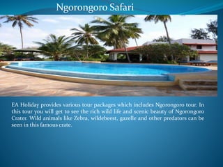 Ngorongoro Safari 
EA Holiday provides various tour packages which includes Ngorongoro tour. In 
this tour you will get to see the rich wild life and scenic beauty of Ngorongoro 
Crater. Wild animals like Zebra, wildebeest, gazelle and other predators can be 
seen in this famous crate. 
 