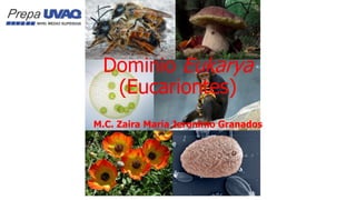 Dominio Eukarya
(Eucariontes)
M.C. Zaira María Jeronimo Granados
 
