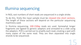 Illumina sequencing
In NGS, vast numbers of short reads are sequenced in a single stroke.
To do this, firstly the input sample must be cleaved into short sections.
The length of these sections will depend on the particular sequencing
machinery used.
In Illumina sequencing, 100-150bp reads are used. Somewhat longer
fragments are ligated to generic adaptors and annealed to a slide using
the adaptors. PCR is carried out to amplify each read, creating a spot with
many copies of the same read. They are then separated into single
strands to be sequenced.
 