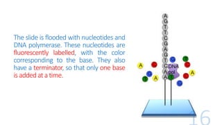 The slide is flooded with nucleotides and
DNA polymerase. These nucleotides are
fluorescently labelled, with the color
corresponding to the base. They also
have a terminator, so that only one base
is added at a time.
 