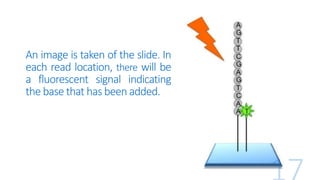 An image is taken of the slide. In
each read location, there will be
a fluorescent signal indicating
the base that has been added.
 
