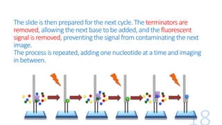 Theslide isthenpreparedforthe next cycle.The terminators are
removed, allowing thenextbaseto be added,andthe fluorescent
signal is removed, preventingthe signal from contaminatingthenext
image.
Theprocess isrepeated, addingone nucleotideata time andimaging
inbetween.
 