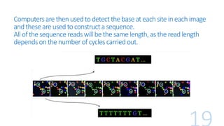 Computersare thenused to detectthebaseateachsite in eachimage
andthese are usedto constructa sequence.
All of thesequence readswill be the same length,as thereadlength
dependson thenumberof cyclescarriedout.
 