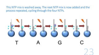 This NTPmix is washedaway.The next NTPmix is now addedandthe
processrepeated, cyclingthroughthefourNTPs.
 